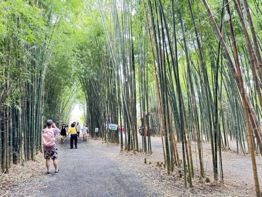 Du lịch Gia Lai – Măng Đen – Đắk Lắk 3 ngày 2 đêm